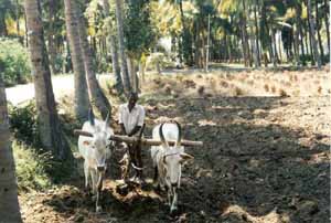 A local farmer uses bullocks to plough his field.