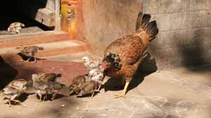 Alemelu's house and yard is over run with chicks.