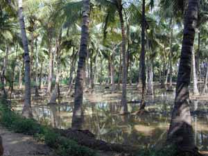 Coconut trees are watered by irrigation channels.