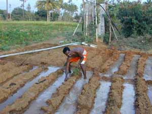 Babu begins planting crops in his irrigated field.