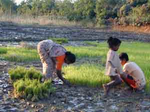 Family and friends help to plant the paddy.