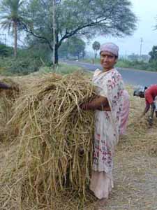Rice stalks, after having been threshed are used for animal fodder.